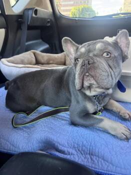 Walter -  French Bulldog Dog for Adoption in Los Angeles, California - Walter | PetCurious