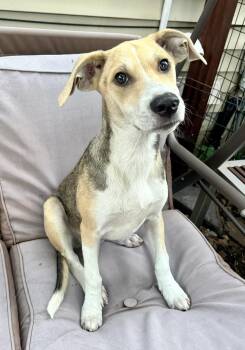 Teagan -  Hound Dog for Adoption in Minneapolis, Minnesota - Teagan | PetCurious