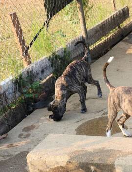 Prissy -  Mountain Cur Dog for Adoption in Silsbee, Texas - Prissy | PetCurious