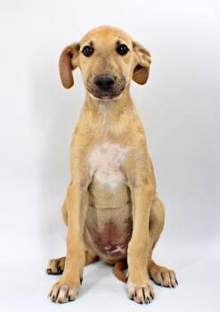 Corbin -  Saluki and Mixed Breed Dog for Adoption in Morton Grove, Illinois - Corbin | PetCurious