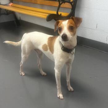 Chomper -  Jack Russell Terrier Dog for Adoption in Roanoke, Virginia - Chomper | PetCurious