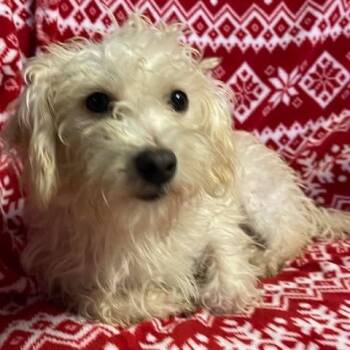 Rescue Havanese and Maltese Dogs for Adoption in Cupertino, California - TAMARA 18 Months Old 13 Lbs | PetCurious