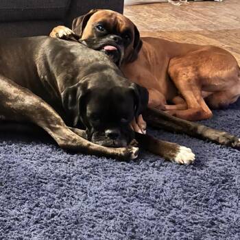 Rio -  Boxer Dog for Adoption in Lynchburg, Virginia - Rio | PetCurious