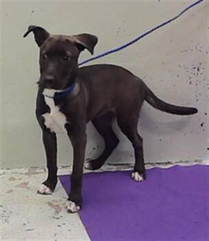 PEPPER -  Staffordshire Bull Terrier and Mixed Breed Dog for Adoption in Houston, Texas - PEPPER | PetCurious