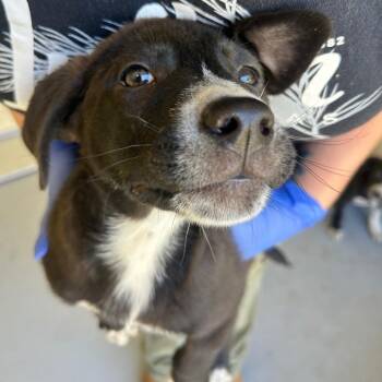 Mixed Breed Dogs Available for Adoption in Lufkin, Texas - Cookie | PetCurious