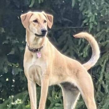 Molly -  Labrador Retriever and Yellow Labrador Retriever Dog for Adoption in Austin, Texas - Molly | PetCurious