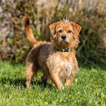 Midnight -  Chihuahua and Shih Tzu Dog for Adoption in Council Bluffs, Iowa - Midnight | PetCurious