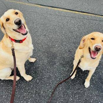 Chipper -  Yellow Labrador Retriever and Mixed Breed Dog for Adoption in Lenoir, North Carolina - Chipper | PetCurious