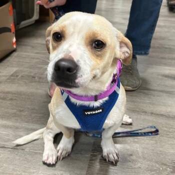 Rescue Chihuahua Dogs for Adoption in Stanhope, New Jersey - Maxx | PetCurious