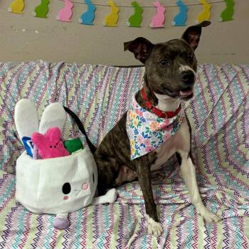 Pit Bull Terrier Dogs Available for Adoption in Fargo, North Dakota - Florabelle | PetCurious