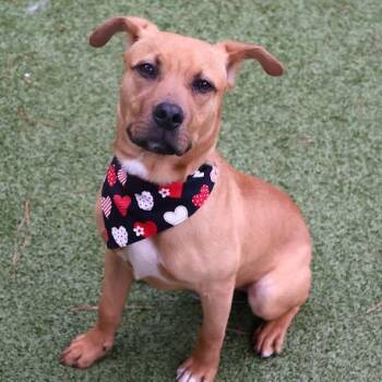 Retriever Dogs Available for Adoption - Mulligan | PetCurious