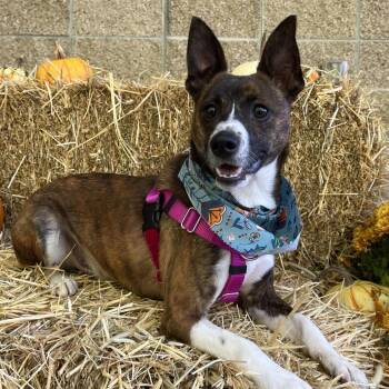 Jasper -  Feist Dog for Adoption in New York, New York - Jasper | PetCurious