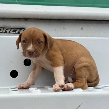 Steve -  Pit Bull Terrier Dog for Adoption in Columbia, South Carolina - Steve | PetCurious
