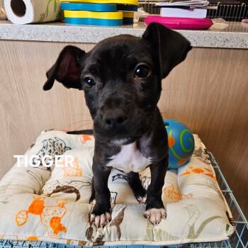 Rescue Mixed Breed Dogs for Adoption in Madisonville, Tennessee - Tigger | PetCurious