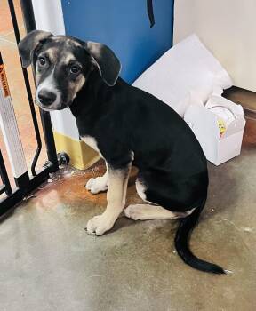 Joanie -  German Shepherd Dog and Labrador Retriever Dog for Adoption in Council Bluffs, Iowa - Joanie | PetCurious