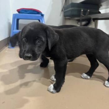 Magic -  Black Labrador Retriever and Mixed Breed Dog for Adoption in Buchanan Dam, Texas - Magic | PetCurious