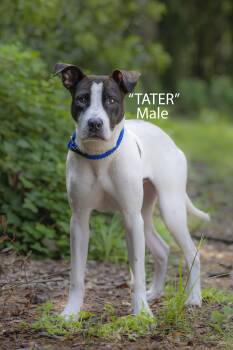 Tater -  American Staffordshire Terrier Dog for Adoption in Pawleys Island, South Carolina - Tater | PetCurious