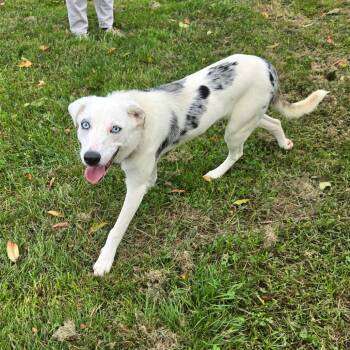 CT Basil -  Australian Cattle Dog Blue Heeler and Mixed Breed Dog for Adoption in Stormville, New York - CT Basil | PetCurious