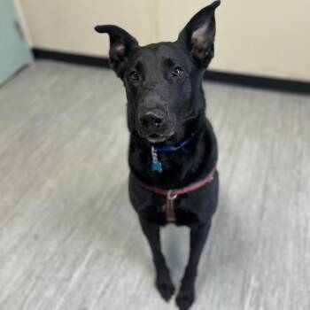 Mixed Breed Dogs Available for Adoption - Savvy | PetCurious