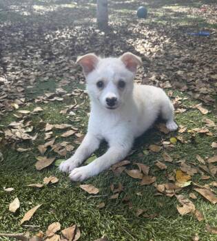 American Eskimo Dog and Terrier Dogs Available for Adoption in Sunrise, Florida - Gustavo | PetCurious