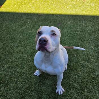 Asteroid -  Pit Bull Terrier Dog for Adoption in Greensboro, North Carolina - Asteroid | PetCurious