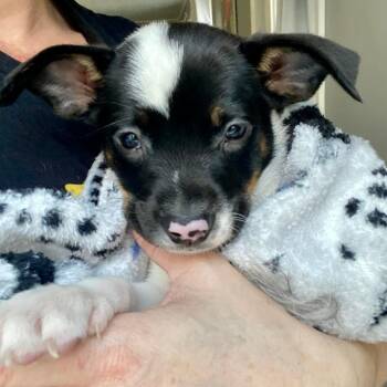 Border Collie and Mixed Breed Dogs Available for Adoption - Barron | PetCurious