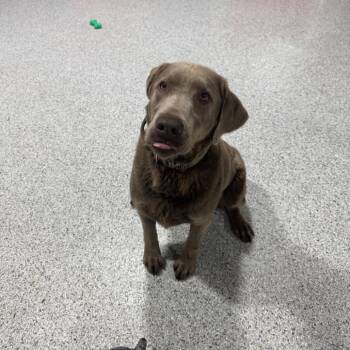 Labrador Retriever Dogs Available for Adoption in Newberg, Oregon - Sally | PetCurious