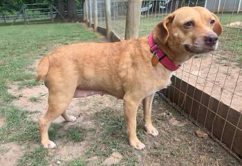 Patsy -  Labrador Retriever and Beagle Dog for Adoption in Clover, South Carolina - Patsy | PetCurious