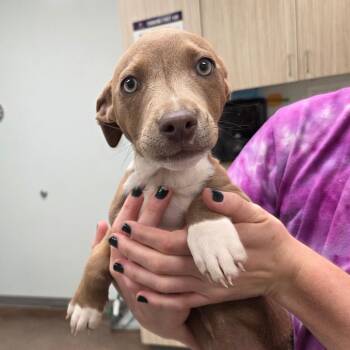 Mixed Breed Dogs Available for Adoption in Chattanooga, Tennessee - Scrappy Doo | PetCurious