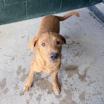 Spinach -  Labrador Retriever and German Shorthaired Pointer Dog for Adoption in Carencro, Louisiana - Spinach | PetCurious