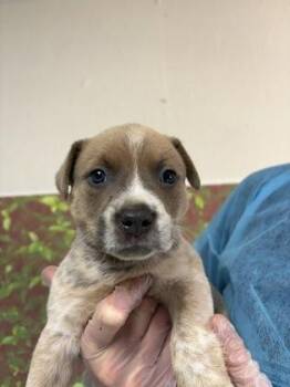 Cattle Dog and Mixed Breed Dogs Available for Adoption in San Antonio, Texas - French Toast | PetCurious