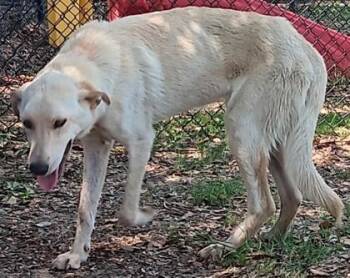 Sol(HW+) -  Great Pyrenees and Mixed Breed Dog for Adoption in Conway, South Carolina - Sol(HW+) | PetCurious