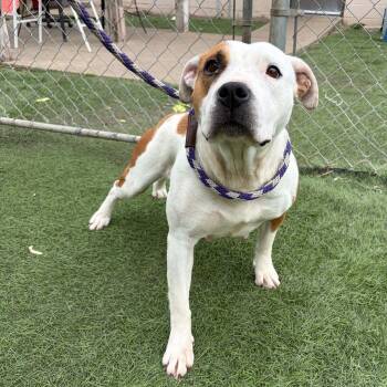 American Bulldog Dogs Available for Adoption in Lenexa, Kansas - Kena | PetCurious
