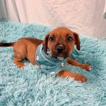 Stilwell Angel -  Mixed Breed Dog for Adoption in Canal Winchester, Ohio - Stilwell Angel | PetCurious