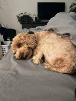 Honey -  Poodle Dog for Adoption in Toronto, Ontario - Honey | PetCurious