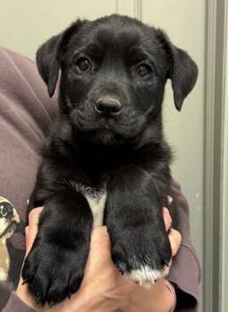 Labrador Retriever and Great Pyrenees Dogs Available for Adoption in Littleton, Colorado - Feta | PetCurious
