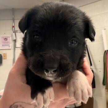 Labrador Retriever and Husky Dogs Available for Adoption in Evansville, Indiana - Cirrus | PetCurious