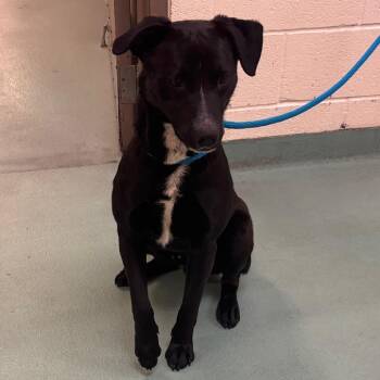 Mixed Breed Dogs Available for Adoption - Venom | PetCurious