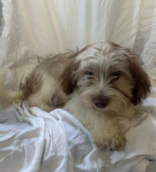 Cobbler -  Lhasa Apso and Terrier Dog for Adoption - Cobbler | PetCurious