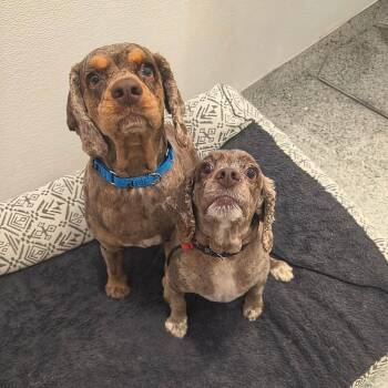 Layla and Louis -  Cocker Spaniel Dog for Adoption in Stafford Township, New Jersey - Layla And Louis | PetCurious