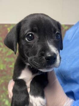 American Staffordshire Terrier and Mixed Breed Dogs Available for Adoption in San Antonio, Texas - Beets | PetCurious
