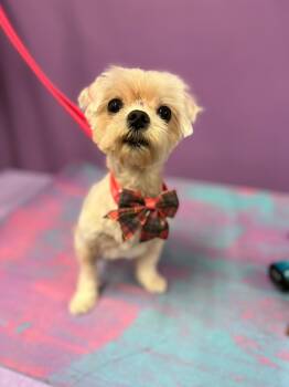 Rescue Maltese Dogs for Adoption in Holly Springs, Georgia - Lucy | PetCurious