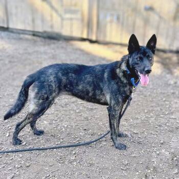 Vida -  German Shepherd Dog Dog for Adoption in Oakland, California - Vida | PetCurious