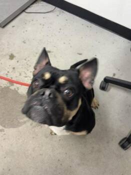 Mixed Breed Dogs Available for Adoption in West Chester, Pennsylvania - Gramps | PetCurious