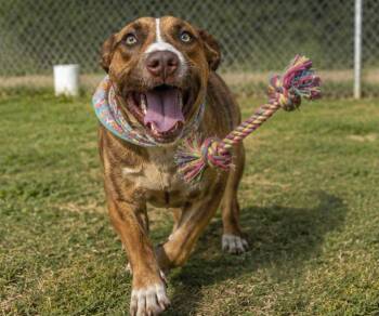 stitch -  Hound and Pit Bull Terrier Dog for Adoption in Rogersville, Tennessee - Stitch | PetCurious