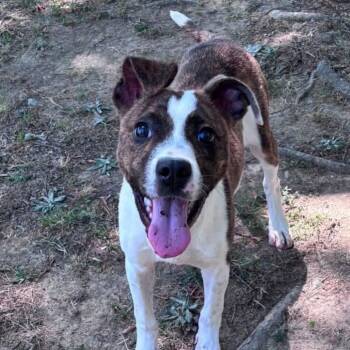 Luna Moon -  Mixed Breed Dog for Adoption in Auburn, New Hampshire - Luna Moon | PetCurious