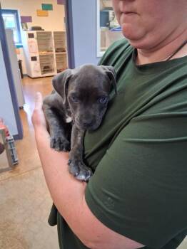 Titus -  Cane Corso and Pit Bull Terrier Dog for Adoption in Brownwood, Texas - Titus | PetCurious