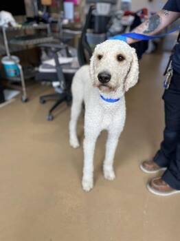 Poodle Dogs Available for Adoption in Chula Vista, California - CURLY | PetCurious