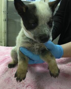 Siberian Husky and Mixed Breed Dogs Available for Adoption in Riverside, California - VENUS | PetCurious