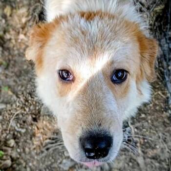 Great Pyrenees and Cattle Dog Dogs Available for Adoption in Corsicana, Texas - Barkley D47260 | PetCurious